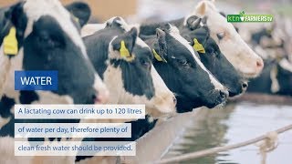 How to boost milk production in dairy cows [upl. by Anileda]