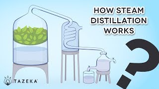 How Steam Distillation Works [upl. by Anidem982]