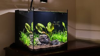 Waterbox Aquariums Cube 10 AllInOne Review [upl. by Onifled984]