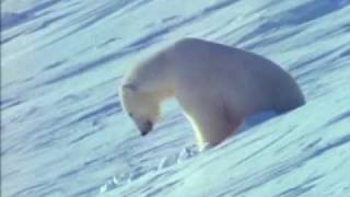 urso polar parte 1 [upl. by Eronaele]