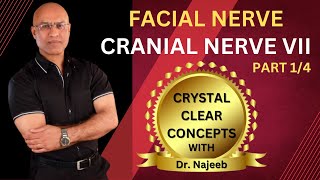 Facial Nerve  Neuroanatomy  Part 14 [upl. by Aenert]