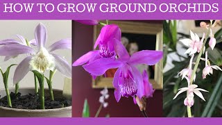 How to grow Chinese ground orchids Bletilla striata Pleione formosana amp Calanthe aristulifera [upl. by Alrick]