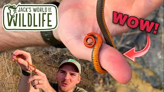 CATCHING RingNecked snakes and MORE [upl. by Terese]