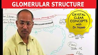 Glomerular Structure [upl. by Amos]