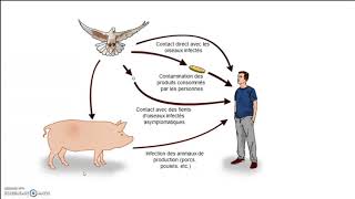 les aliments et les microorganismes VF [upl. by Judon]