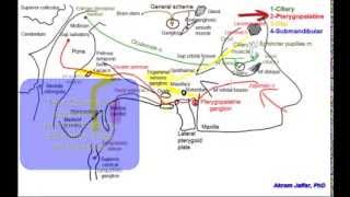 Cranial parasympathetic ganglia [upl. by Akcira962]