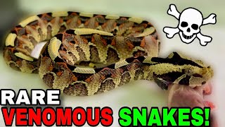 Feeding World’s MOST Venomous Snakes [upl. by Champaigne917]