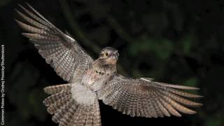 Common Potoo [upl. by Anilegnave73]