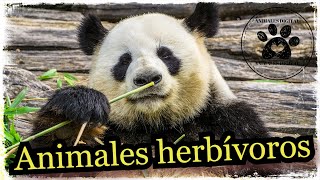 Animales Herbívoros 🐰  Características de los Herbívoros [upl. by Acim450]