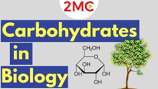 Carbohydrates  Biological Molecules Simplified 1 [upl. by Htiekram]