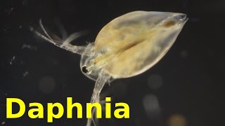 Daphnia [upl. by Euf]