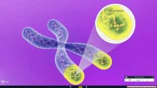 Telomerase The Instrument of Cell Immortality [upl. by Tristan]