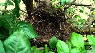 Fortpflanzung der Amsel Teil1 [upl. by Maggio]