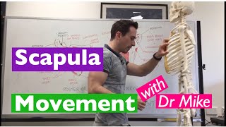 Scapula Movement  Functional Anatomy [upl. by Queena479]