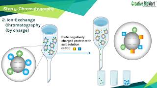 Protein Purification [upl. by Meurer]