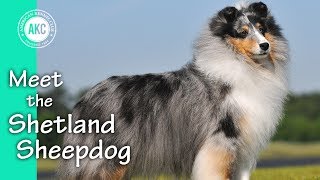 Meet the Shetland Sheepdog [upl. by Eoj]