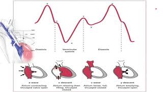 Jugular Venous Pressure Curve JVP [upl. by Behka]