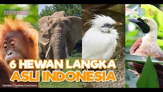 Mengenal Hewan Langka Asli Indonesia [upl. by Nnainot]