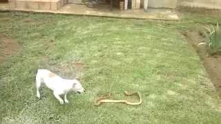 Jack Russell vs Cape Cobra [upl. by Creigh487]