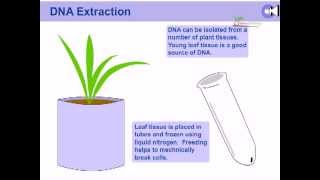 DNA extraction from plants [upl. by Thurlough480]