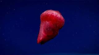 Enypniastes eximia  the swimming sea cucumber [upl. by Toney894]