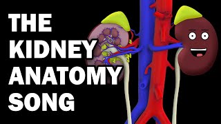 KIDNEY ANATOMY SONG [upl. by Antonin]