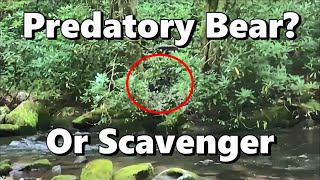 Hikers Find Bear Eating Human Remains  Actual Video [upl. by Durante]