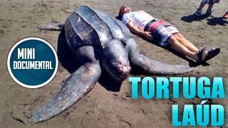 Tortuga laúd mini documental [upl. by Eadahc]