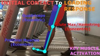 THE PHASES OF WALKING GAIT CYCLE BREAKDOWN [upl. by Drobman]