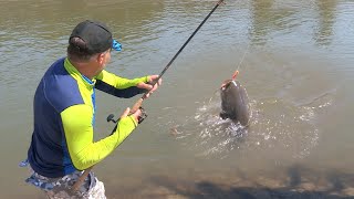 Pecanje na reci Begej  Pecanje soma i šarana  Varaličarenje i dubinsko pecanje  Fishing catfish [upl. by Newton]