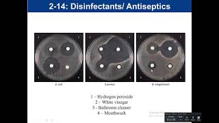 Lab 214 Disinfectant and Antiseptics [upl. by Susy]