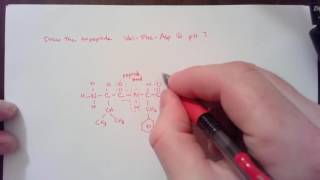 Drawing a tripeptide at pH 7 [upl. by Herwick893]