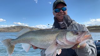 Casting Storm Largo Shads For GIANT Fort Peck Walleyes  In Depth Outdoors TV S15 E26 [upl. by Eulalee]