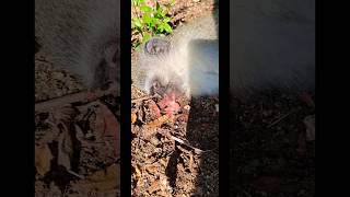 Vervet monkey Dying 😔 [upl. by Zitah]