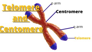 telomere and centromere  Definition and Characteristics [upl. by Atalante138]