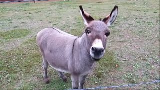 Funny Donkey video  Donkey Hee Haw time [upl. by Belda]