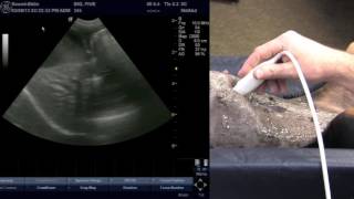 Veterinary Ultrasound Training  Scanning the Liver [upl. by Ivanna8]