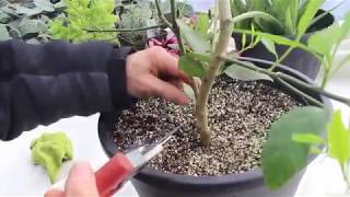 How to Care for Lemon Trees [upl. by Eninnej]