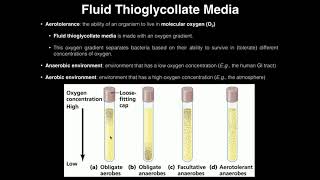 Microbiology Lab  Fluid Thioglycollate Media amp Aerotolerance [upl. by Karol]