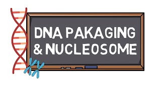 DNA Packaging amp Nucleosome  Chromosome Formation  Pocket Bio [upl. by Kimbra85]