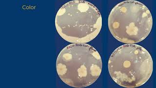 Colony Morphology [upl. by Anitnemelc729]