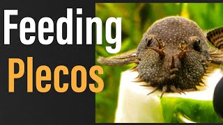 What to Feed Plecos Everything You NEED to Know [upl. by Gombosi]