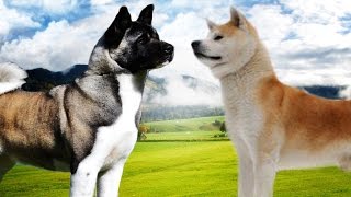 American Akita VS Japanese Akita  Highlights [upl. by Den]