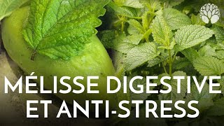 Mélisse citronnée  digestion et stress [upl. by Liv]