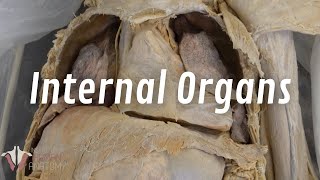 The Real Human Body Internal Organs of the Thorax [upl. by Attenwahs]