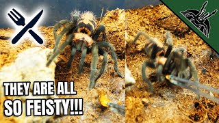 FEEDING ALL Dwarf Tarantulas [upl. by Alexandr655]