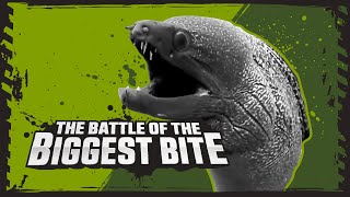 Saltwater Crocodile Vs Moray Eel  Deadly Animal Showdowns  BBC Earth Kids [upl. by Anerbes]