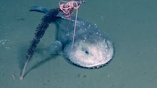 Big Mouthed Pouty Fish aka Blob Sculpin  Nautilus Live [upl. by Bartholomew]