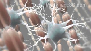 Myelin Sheath Neurons 3D Medical Animation [upl. by Gipsy242]