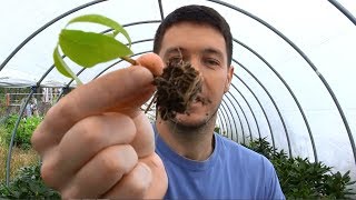 Dogwood Tree Rooted Cuttings Update [upl. by Coretta]